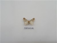 藏品(尺蛾185)的圖片